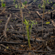 Image for article titled Confirmed: Oil palms were planted on just-burned land outside an Indonesian orangutan sanctuary